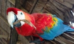 5 Цікавих фактів про папуги ара