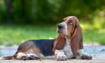 6 Якостей basset hound, який буде неприємним, ви здивуєте