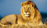 Африканський лев