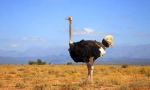 Африканський страус