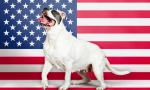 Американські породи собак