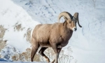 Баран сніговий