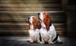 Basset hound (фото): щасливий мисливець і справжній гуморист