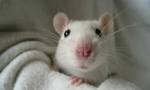 Білі домашні щури та умови