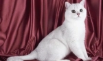 Білі британські кішки