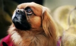 Божевільний рейтинг: найбільш дурні породи собак
