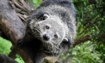 Binturong