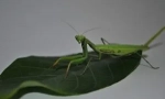 Mantis: опис, вид та спосіб життя