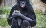 Bonobo