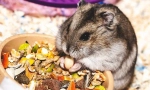Що їдять jungarian hamsters