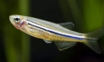 Danio (danio)
