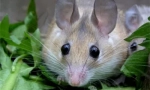 Декоративні гризуни