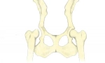 Відображення суглобів стегна в собак: діагностика, лікування та прогнози