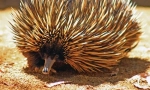 Echidna австралії
