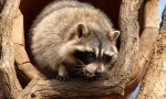 Raccoon опис та спосіб життя