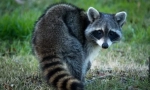 Raccoon stroskun (фото): цікава тварина fidget