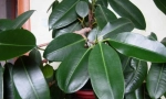 Ficus tutbing (еластичний)
