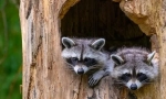 Де raccoons живуть залежно від типу