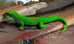 Gecko (фото): ящірка з фантастичними здібностями
