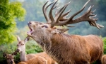 Цікаві факти про благородні оленів