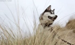 Цікаві факти про husky