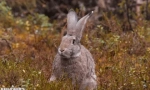 Цікаві факти про зайців