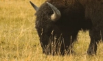Цікаві факти про бізон
