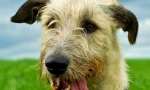 Ірландський wolfhound (фото): майстерний мисливець з аристократичним виглядом