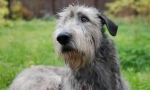 Ірландський wolfhound