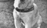 Історія hachiko - найбільш присвячена у світі psa (7 фотографій)