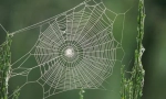 Що павук приховує свою мережу?