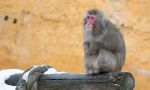 Японський макак