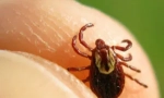 Ефективні засоби від ixodic ticks