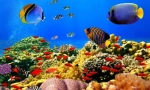 Екзотичні рибні моря та океани