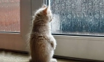 Як кішка передбачає погоду