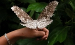 Яка метелик найбільша?