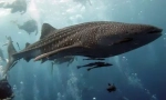 Кит акул - найбільша у світі риба (15 фотографій)