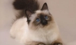 Кішка балійсиская (фото): довгошлюдні родичі сиамов