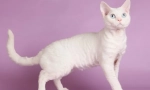 Cat devon-rex (фото): грайливий домашня тварина та справжній друг