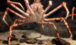 Крабовий павук