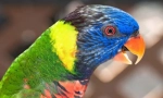 Красиві та розумні папуги
