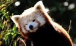 Red panda (фото): мініатюрний вогненний ведмідь