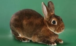 Кролики рекс
