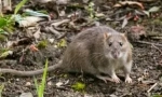 Щури на котеджному та садовому ділянці