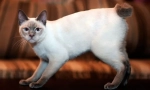 Mekong bobtail (фото): екзотичний тайський кіт з коротким хвостом