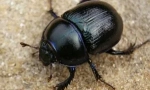 Міфи і правда про жуки scarabs