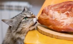М'ясо для кішки