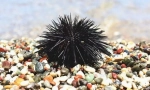 Морський їжак