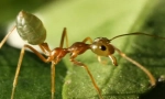 Азіатський ant-tailor