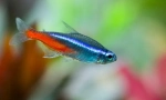 Neons (paracheirodonidae)